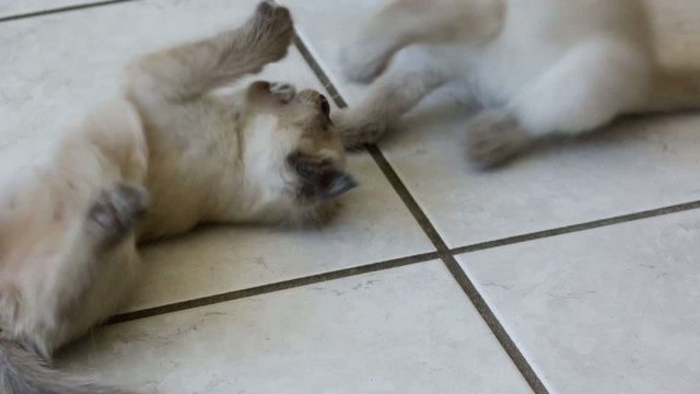 jeu de chatons