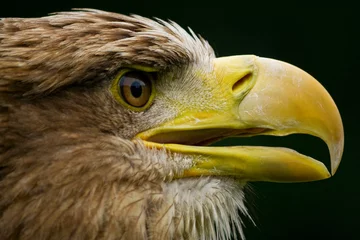 Crédence de cuisine en verre imprimé Aigle White-tailed eagle
