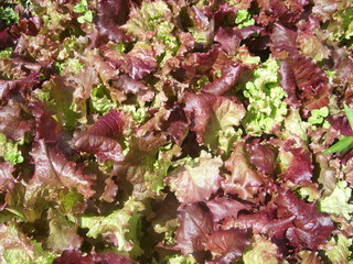 Salad.