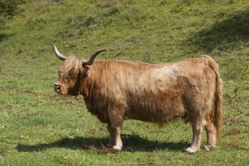 highland cow in a lush green valley