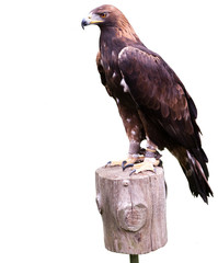 Steinadler freigestellt