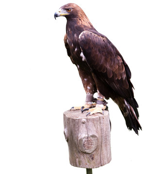 Steinadler freigestellt