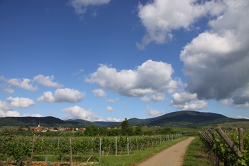 Fototapeta na wymiar Winnice z chmury latem