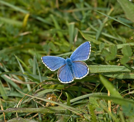 Adonis Blue