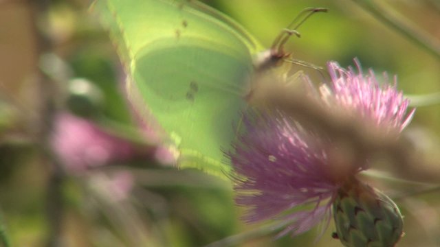 mariposa verde
