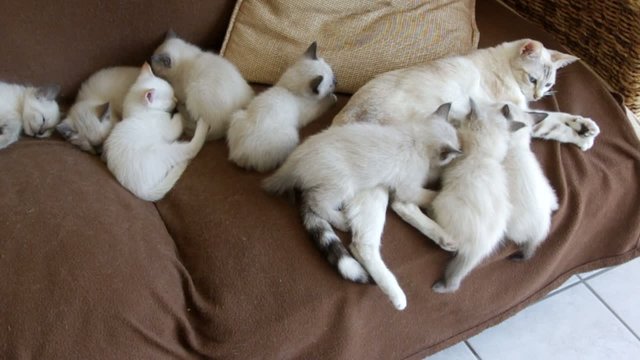 allaitement et sieste