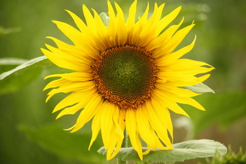 Sonnenblume