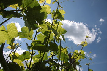 Weinreben im Frühjahr