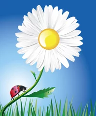 Poster Ein Gänseblümchen und ein Marienkäfer © Yuliya Latysheva