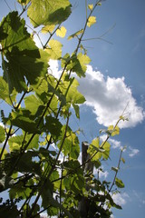 Weinreben im Frühjahr