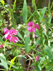 wild sweet pea