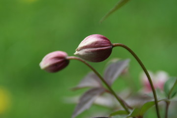 Clematis