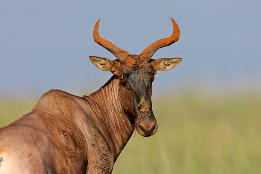 Tessebe antelope (Damaliscus lunatus), South Africa