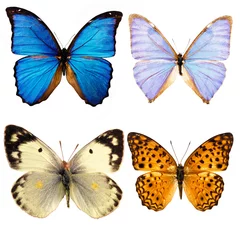 Crédence de cuisine en verre imprimé Papillon butterfly  isolated