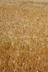 Golden yellow wheat cereal crop field texture