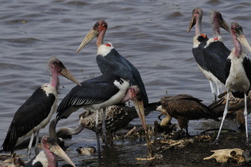 African marabou stork (Leptoptilos crumeniferus) at Masai Mara