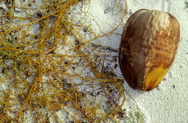 Cocosnuss am Strand  Malediven