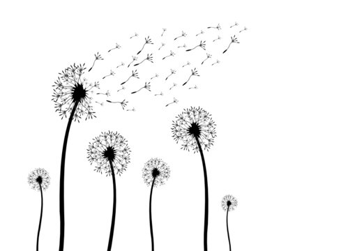 Fototapeta Blume als Silhouette