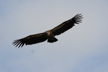 Rüppell's Vulture, Gyps rueppellii, Masai Mara, Kenya