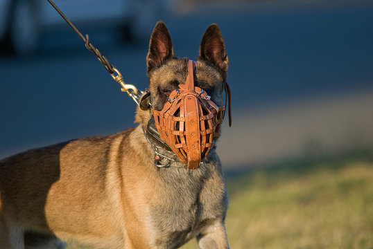 Police dog