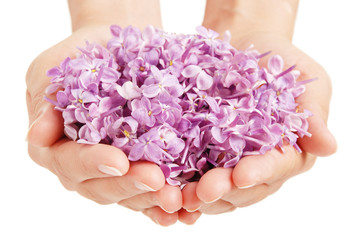 Fototapeta premium Lilac in the hands