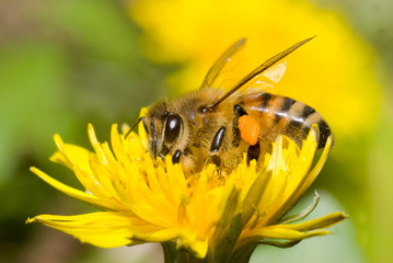 Working bee