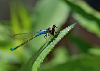 Libelle frisst Fliege