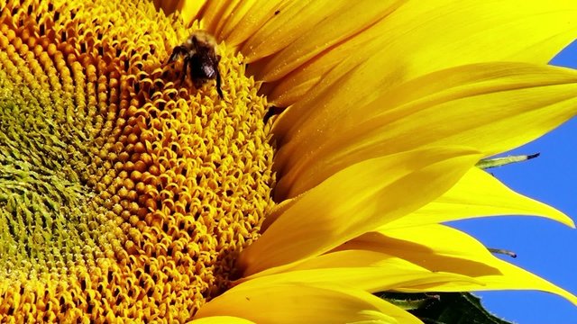 Biene auf sonnenblume