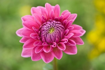 open pink flower; shallow depth of field