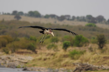 African marabou stork (Leptoptilos crumeniferus) at Masai Mara