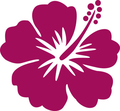 Hawaiiblume violett