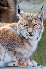 lynx