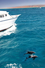 Red Sea dolphins