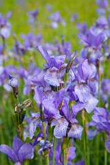 Closeup of iris plant
