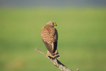 cernícalo primilla hembra