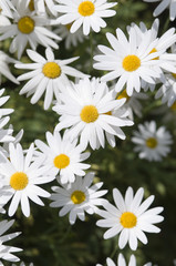 white daisy