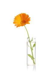 Flower in a vase