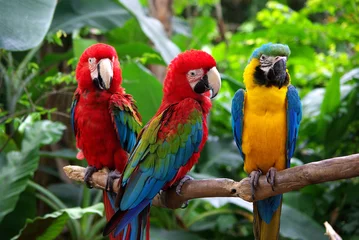 Abwaschbare Fototapete Papagei Papageien in Südostasien