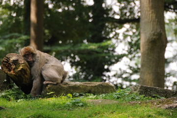 Fototapeta na wymiar Barbary małpy