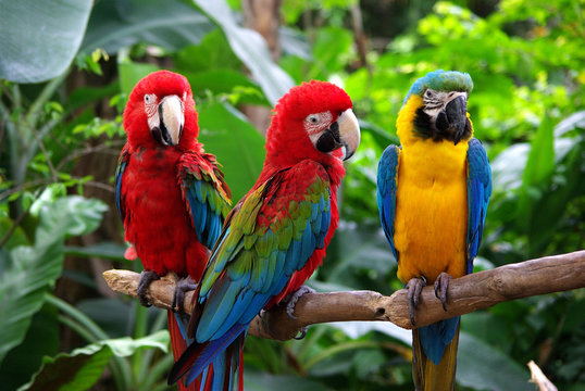 Parrots in South East Asia