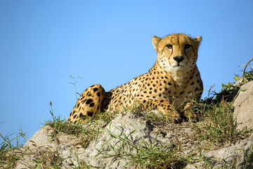 Gepard