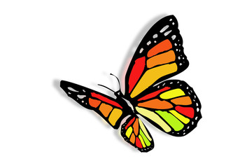 Farfalla