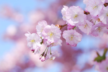 Pink cherry blossoms