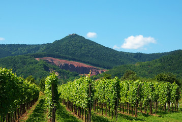 Fototapeta na wymiar Wilczur winogron u podnóża góry