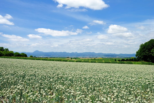Champ d&rsquo;oignons