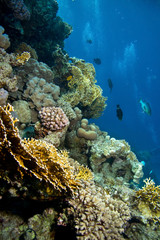 Naklejka na ściany i meble Zdjęcie z kolonii koralowców