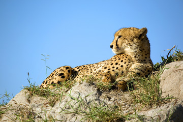 Gepard