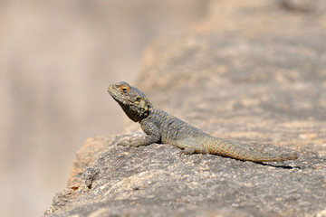 lizard