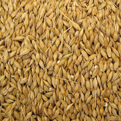 Wheat grains