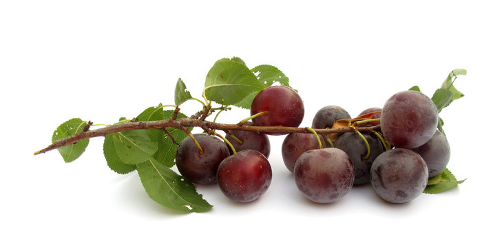 Plum branch with fruits and leaves